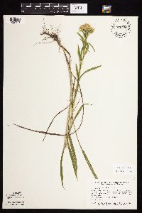 Solidago riddellii image