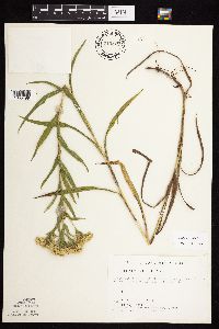 Solidago riddellii image