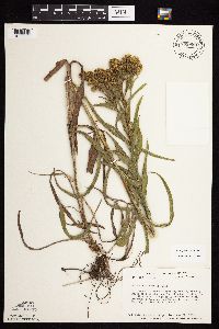 Solidago riddellii image