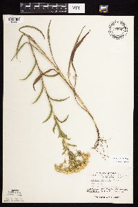 Solidago riddellii image