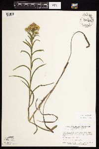 Solidago riddellii image