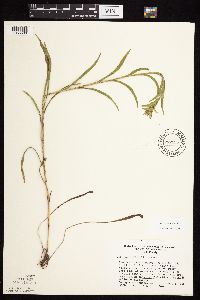 Solidago riddellii image