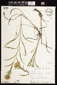 Solidago riddellii image