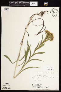 Solidago riddellii image