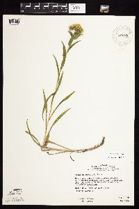Solidago riddellii image