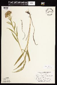 Solidago riddellii image