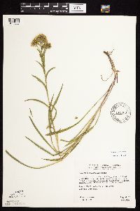 Solidago riddellii image