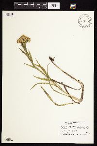 Solidago riddellii image