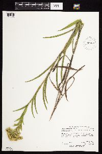 Solidago riddellii image