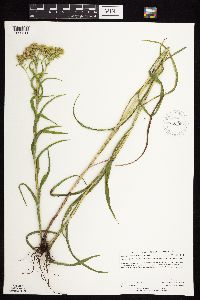 Solidago riddellii image