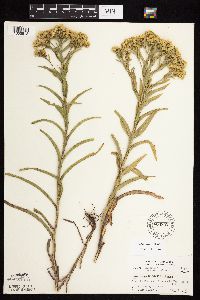 Solidago riddellii image