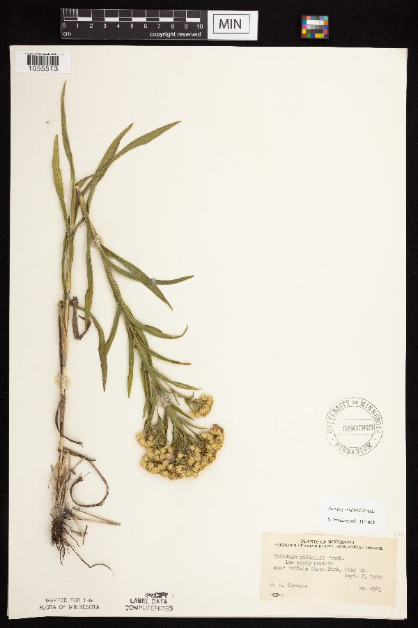 Solidago riddellii image