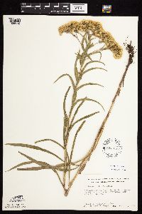 Solidago riddellii image