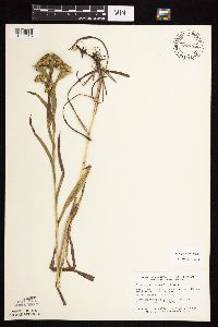 Solidago riddellii image