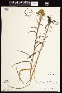 Solidago riddellii image