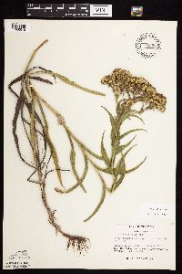 Solidago riddellii image