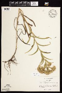 Solidago riddellii image