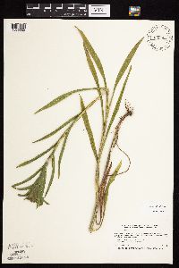 Solidago riddellii image
