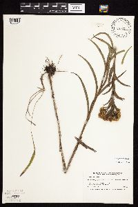 Solidago riddellii image