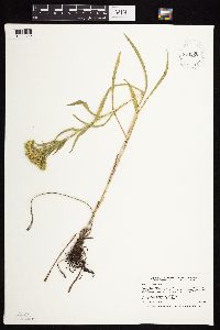 Solidago riddellii image