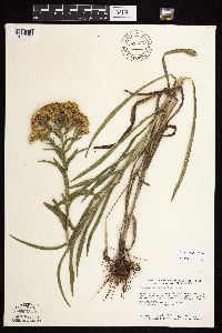 Solidago riddellii image
