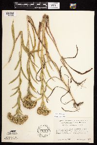 Solidago riddellii image