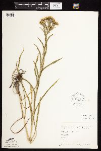 Solidago riddellii image