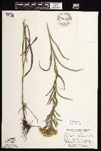 Solidago riddellii image