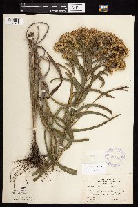 Solidago riddellii image