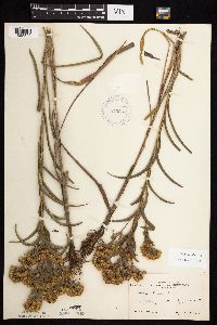 Solidago riddellii image