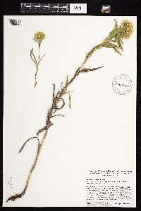 Solidago riddellii image