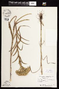 Solidago riddellii image