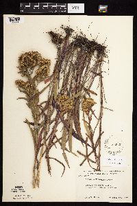 Solidago riddellii image