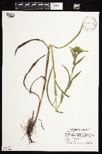 Solidago riddellii image