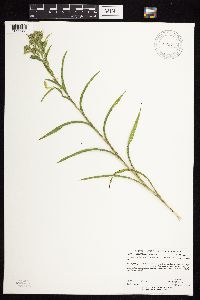 Solidago riddellii image
