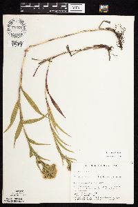 Solidago riddellii image