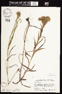 Solidago riddellii image