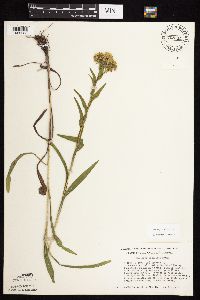 Solidago riddellii image