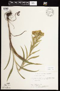 Solidago riddellii image