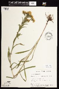 Solidago riddellii image