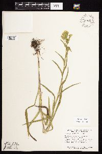 Solidago riddellii image