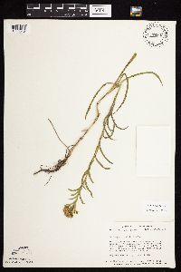Solidago riddellii image