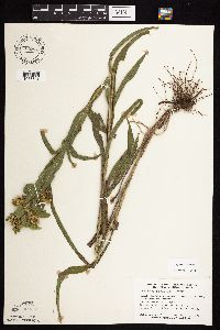 Solidago riddellii image