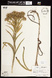 Solidago riddellii image