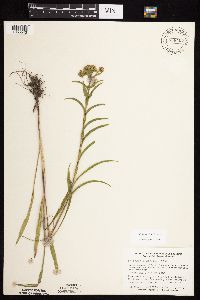 Solidago riddellii image