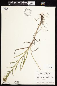 Solidago riddellii image