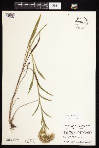 Solidago riddellii image