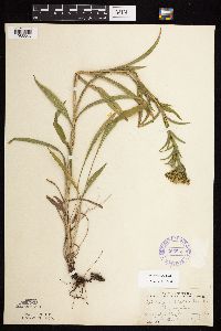 Solidago riddellii image