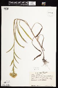 Solidago riddellii image