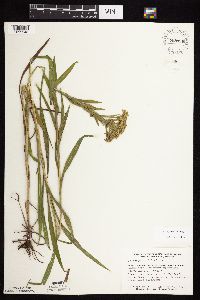 Solidago riddellii image